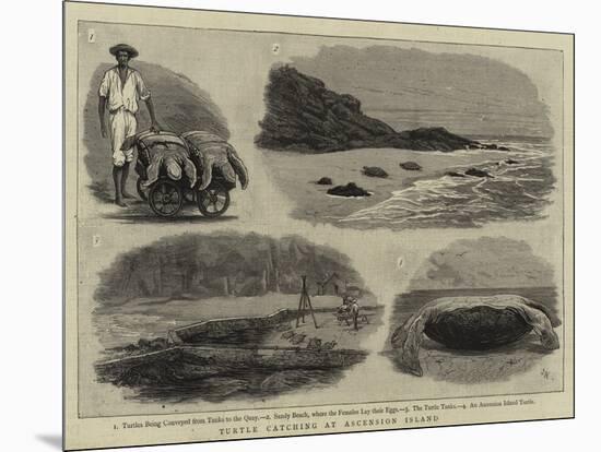 Turtle Catching at Ascension Island-null-Mounted Giclee Print