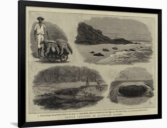 Turtle Catching at Ascension Island-null-Framed Giclee Print