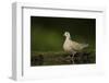 Turtle dove standing at a drinking pool, Hungary, May-Paul Hobson-Framed Photographic Print