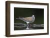 Turtle Dove (Streptopelia Turtur) at Water, Pusztaszer, Hungary, May 2008-Varesvuo-Framed Photographic Print