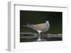 Turtle Dove (Streptopelia Turtur) at Water, Pusztaszer, Hungary, May 2008-Varesvuo-Framed Photographic Print