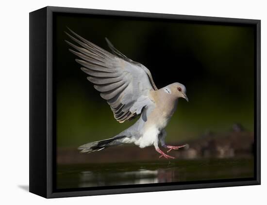 Turtle Dove (Streptopelia Turtur) Landing at Water, Pusztaszer, Hungary, May 2008-Varesvuo-Framed Stretched Canvas