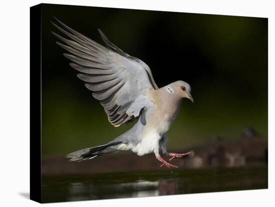 Turtle Dove (Streptopelia Turtur) Landing at Water, Pusztaszer, Hungary, May 2008-Varesvuo-Stretched Canvas