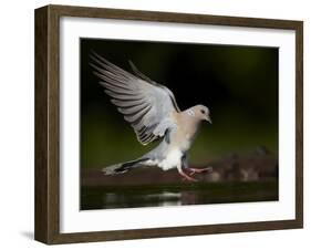 Turtle Dove (Streptopelia Turtur) Landing at Water, Pusztaszer, Hungary, May 2008-Varesvuo-Framed Photographic Print