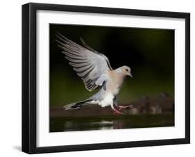 Turtle Dove (Streptopelia Turtur) Landing at Water, Pusztaszer, Hungary, May 2008-Varesvuo-Framed Photographic Print