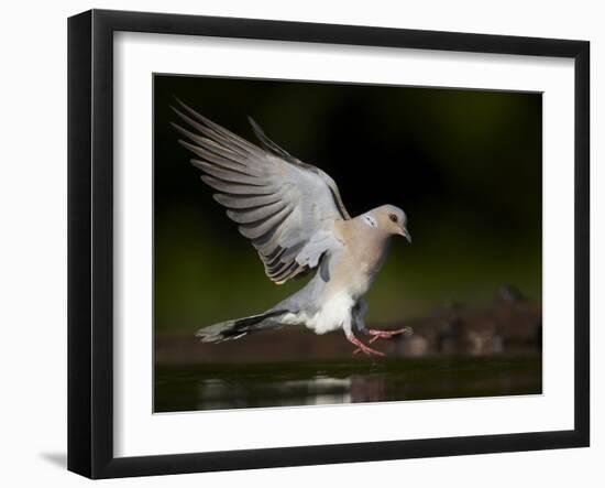 Turtle Dove (Streptopelia Turtur) Landing at Water, Pusztaszer, Hungary, May 2008-Varesvuo-Framed Photographic Print