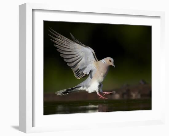 Turtle Dove (Streptopelia Turtur) Landing at Water, Pusztaszer, Hungary, May 2008-Varesvuo-Framed Photographic Print