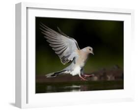 Turtle Dove (Streptopelia Turtur) Landing at Water, Pusztaszer, Hungary, May 2008-Varesvuo-Framed Photographic Print