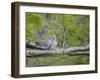 Turtle Dove (Streptopelia Turtur) Pair, Pusztaszer, Hungary, May 2008-Varesvuo-Framed Photographic Print