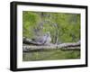 Turtle Dove (Streptopelia Turtur) Pair, Pusztaszer, Hungary, May 2008-Varesvuo-Framed Photographic Print