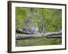 Turtle Dove (Streptopelia Turtur) Pair, Pusztaszer, Hungary, May 2008-Varesvuo-Framed Photographic Print