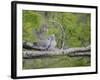 Turtle Dove (Streptopelia Turtur) Pair, Pusztaszer, Hungary, May 2008-Varesvuo-Framed Photographic Print