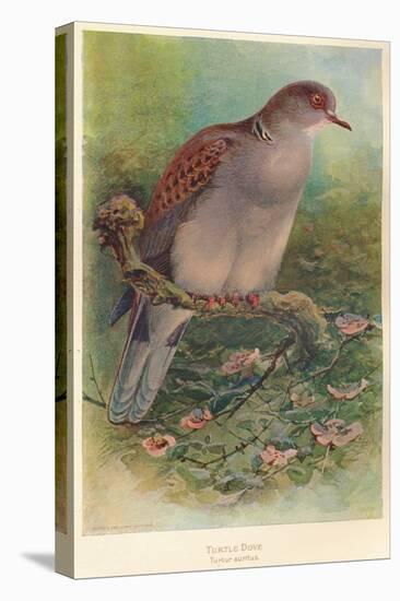 Turtle Dove (Turtur auritus), 1900, (1900)-Charles Whymper-Stretched Canvas