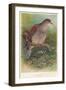 Turtle Dove (Turtur auritus), 1900, (1900)-Charles Whymper-Framed Giclee Print