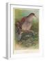 Turtle Dove (Turtur auritus), 1900, (1900)-Charles Whymper-Framed Giclee Print