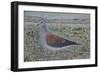 Turtle Dove-Ruth Addinall-Framed Giclee Print