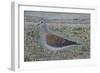 Turtle Dove-Ruth Addinall-Framed Giclee Print