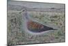 Turtle Dove-Ruth Addinall-Mounted Giclee Print