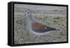 Turtle Dove-Ruth Addinall-Framed Stretched Canvas