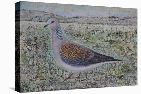 Turtle Dove-Ruth Addinall-Stretched Canvas
