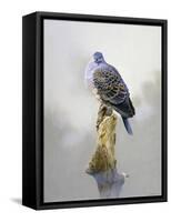 Turtle Dove-Joh Naito-Framed Stretched Canvas