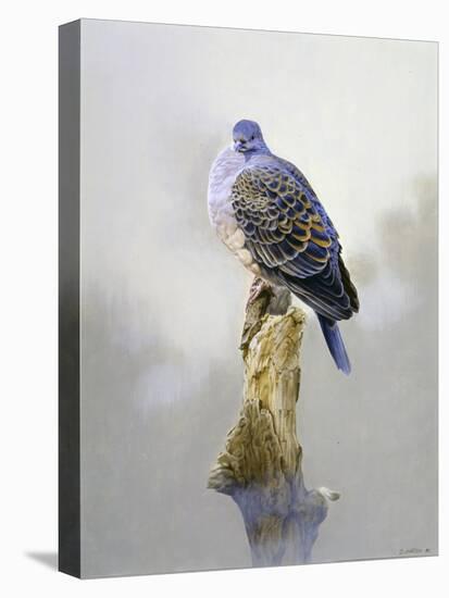 Turtle Dove-Joh Naito-Stretched Canvas