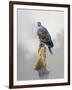 Turtle Dove-Joh Naito-Framed Giclee Print