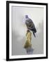 Turtle Dove-Joh Naito-Framed Giclee Print