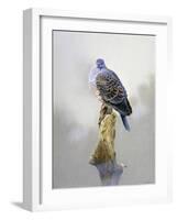 Turtle Dove-Joh Naito-Framed Premium Giclee Print