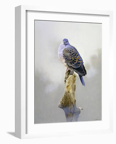 Turtle Dove-Joh Naito-Framed Premium Giclee Print