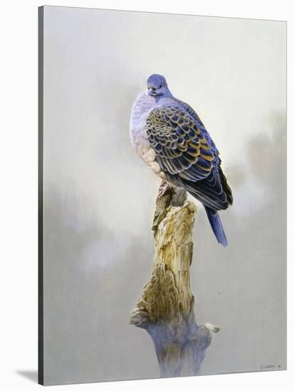 Turtle Dove-Joh Naito-Stretched Canvas