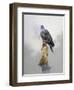 Turtle Dove-Joh Naito-Framed Premium Giclee Print