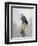 Turtle Dove-Joh Naito-Framed Premium Giclee Print