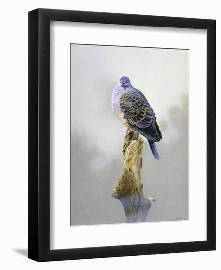 Turtle Dove-Joh Naito-Framed Premium Giclee Print