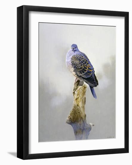 Turtle Dove-Joh Naito-Framed Giclee Print