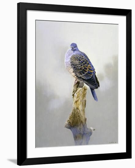 Turtle Dove-Joh Naito-Framed Giclee Print