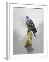 Turtle Dove-Joh Naito-Framed Giclee Print