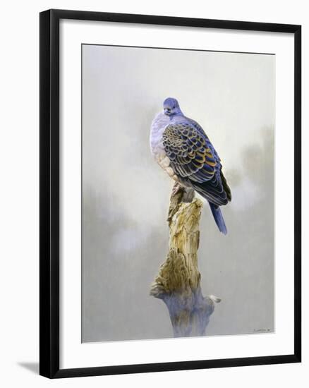 Turtle Dove-Joh Naito-Framed Giclee Print