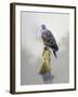 Turtle Dove-Joh Naito-Framed Giclee Print