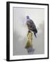 Turtle Dove-Joh Naito-Framed Giclee Print