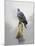 Turtle Dove-Joh Naito-Mounted Giclee Print