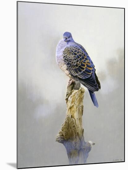 Turtle Dove-Joh Naito-Mounted Giclee Print