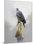 Turtle Dove-Joh Naito-Mounted Premium Giclee Print