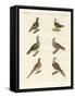 Turtle Doves-null-Framed Stretched Canvas