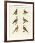 Turtle Doves-null-Framed Giclee Print