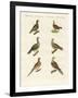 Turtle Doves-null-Framed Giclee Print