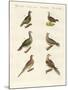 Turtle Doves-null-Mounted Giclee Print