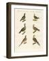 Turtle Doves-null-Framed Giclee Print