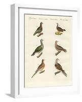 Turtle Doves-null-Framed Giclee Print