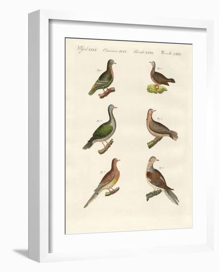Turtle Doves-null-Framed Giclee Print